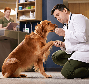 A veterinarian gently examines a dog, reflecting the compassionate care at the heart of the Pro Plan Veterinary Support Mission