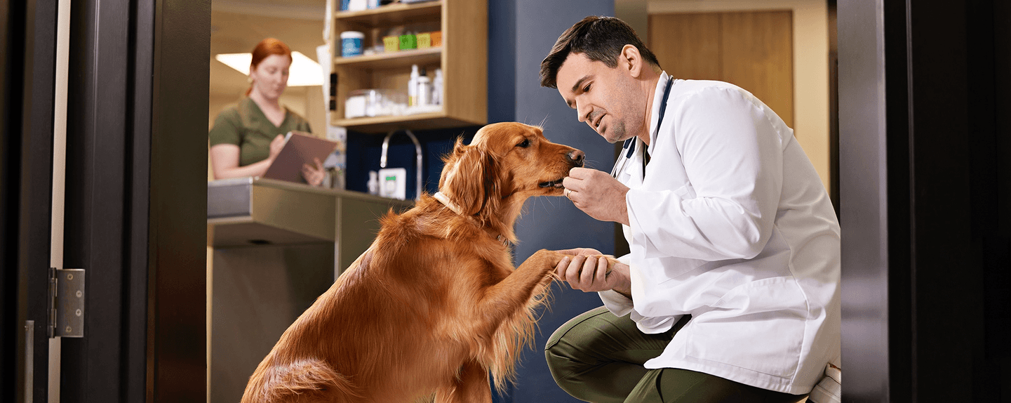 A veterinarian gently examines a dog, reflecting the compassionate care at the heart of the Pro Plan Veterinary Support Mission