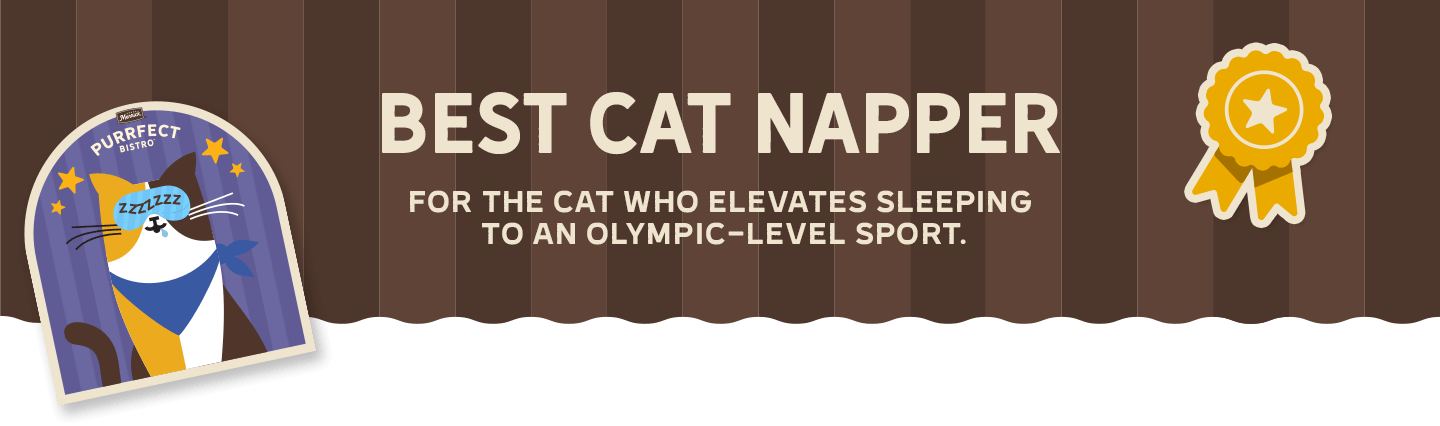 Best Cat Napper