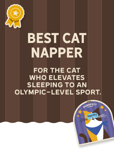 Best Cat Napper