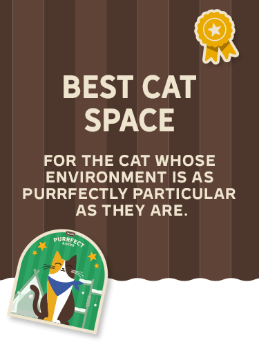 Best Cat Space 