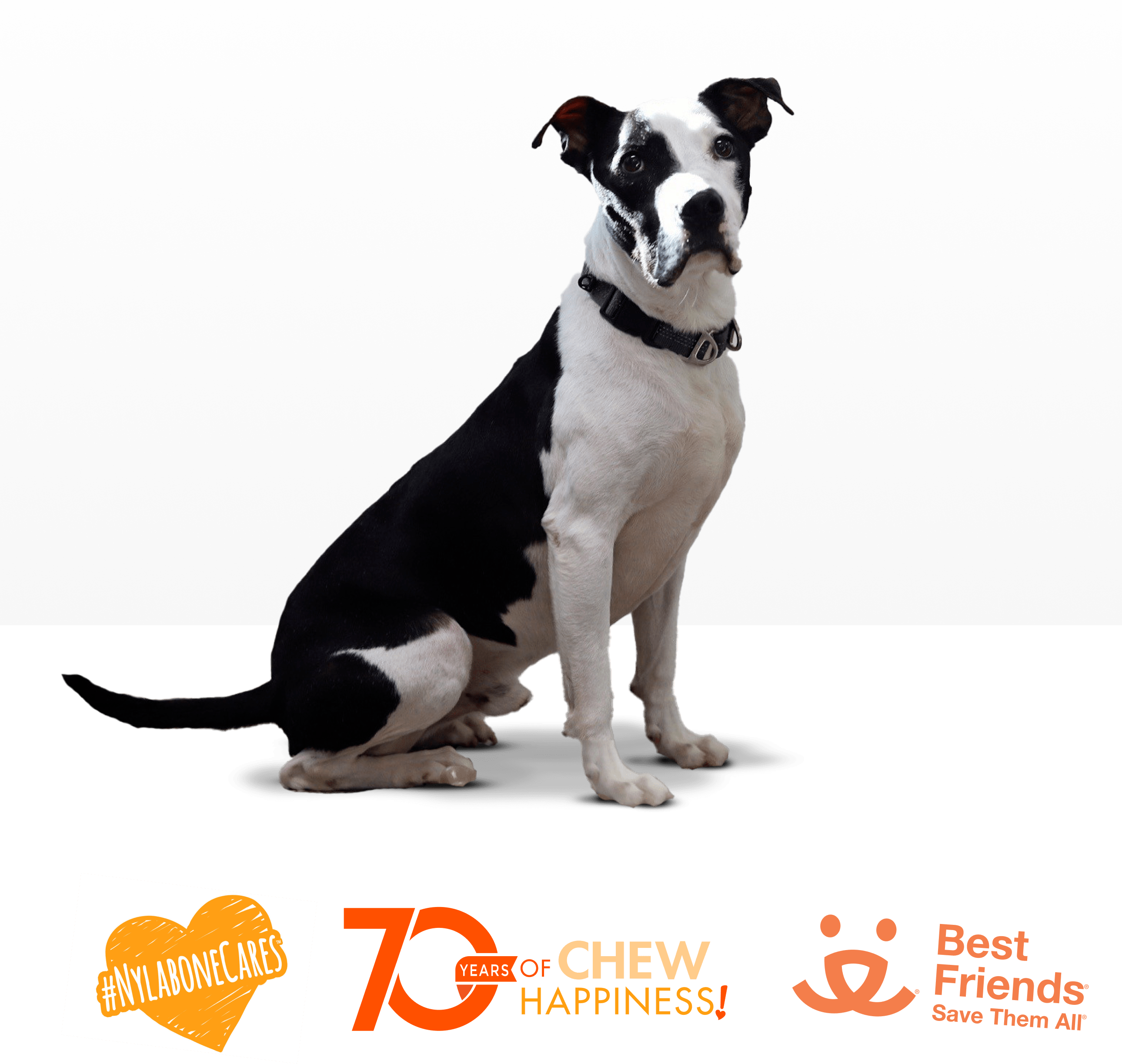 main-image-dog-treats